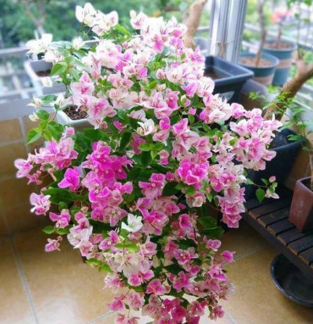 家里养上4种花,全年开花不断,养在阳台,轻松开成花海!
