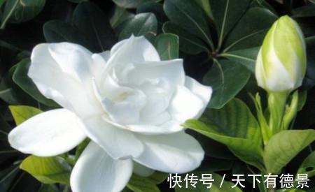 喷洒|养花,对花卉喷洒适量的醋溶液,能使植物花卉长得旺盛,开花艳丽