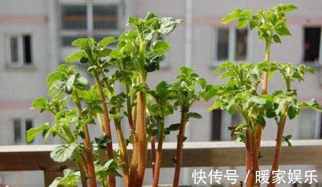 有机肥|厨房吃剩的“2种菜”，随手丢盆里，秋天收获一大盆，太惊喜了