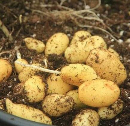 厨房吃剩的“2种菜”,随手丢盆里,秋天收获一大盆,太惊喜了