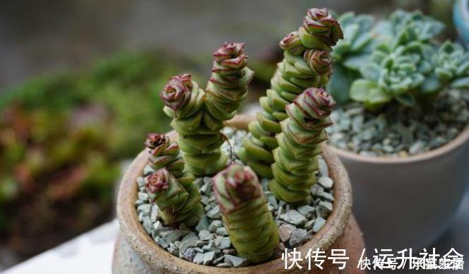 5种多肉植物能旺财,好看好养又不贵,不养几盆可惜了