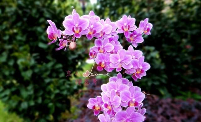 耐阴的吉祥兰,花开奇特,还有顶级的香味