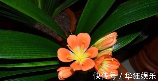 君子兰叶片长斑点这是在“求救”,这样处理,快速恢复生机