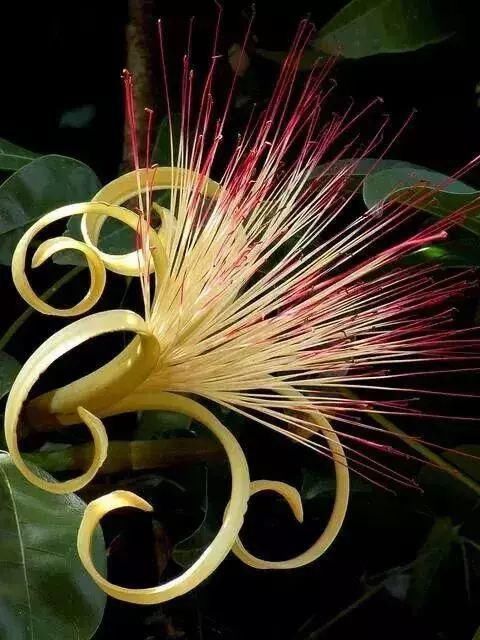 太太太漂亮了，绝对没有见过，发到群里，朋友们会爱死你的！