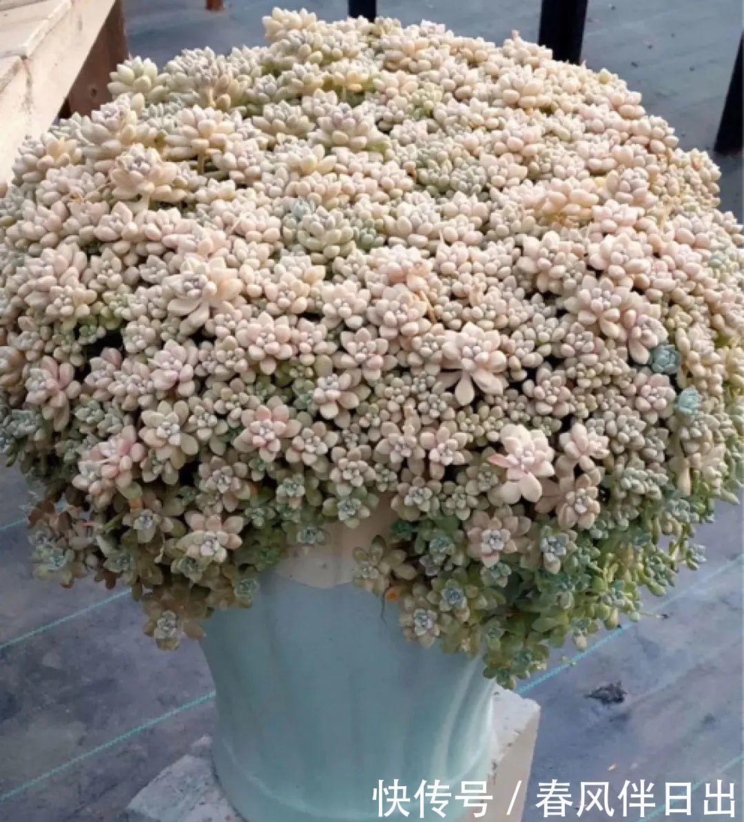 超级耐旱花,整个冬天不浇水,还能胖一圈!