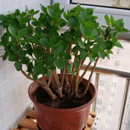 6种常见的“漂亮花”,好养少浇水,养成盆景“身价”翻倍