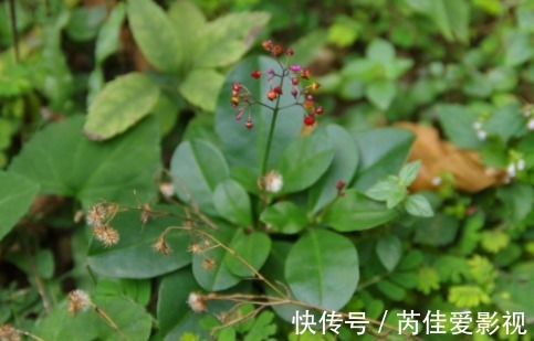 小边|农村一种野菜“萝卜根”,含有丰富的蛋白质、脂肪酸,价值很珍贵