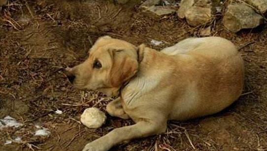 老板|乞丐偷吃馒头,老板竟追他到村头,才得知乞丐救了他一命