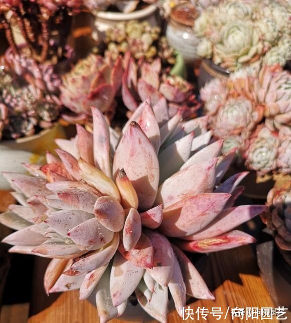 多肉|喜欢养多肉，买多了不是，买少了不过瘾，物极必反，适度购买