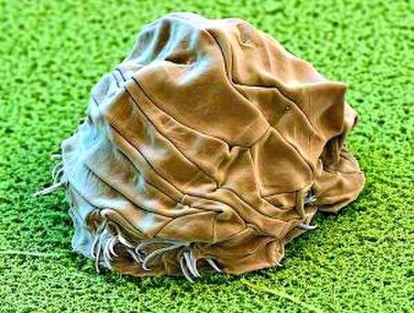 致命弱点 同样裸露在太空，人类仅存活15秒，水熊虫淡定产崽，为何这么强