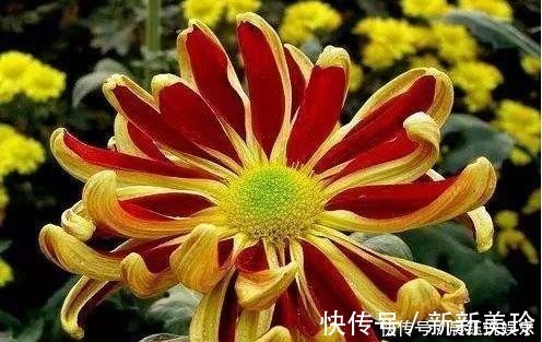 4种花号称开花劳模，花期全年，好看又好养，很值得拥有，美极了