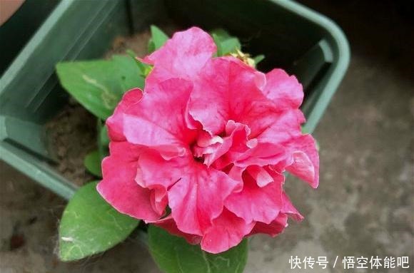 一种漂亮又好养的花,不怕热不怕晒,春夏秋3季都开花,很值得养!