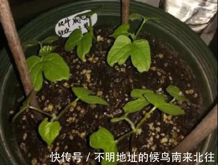 阳台变花园，8种花现在养，半个月就爆满阳台，长的飞快花也多