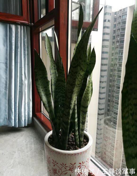 观叶|单棵虎皮兰孤零零，喂点“羊粪球”，小芽窜不停，10天长满花盆