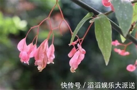 有机肥液|竹节海棠怎么养多开花,八大要点让它一年四季花开爆盆