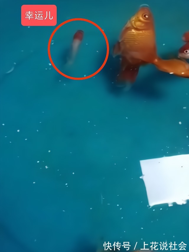 冰块|黑龙江女子网上买小金鱼,到货之后冻成冰块,网友:起锅烧油吧