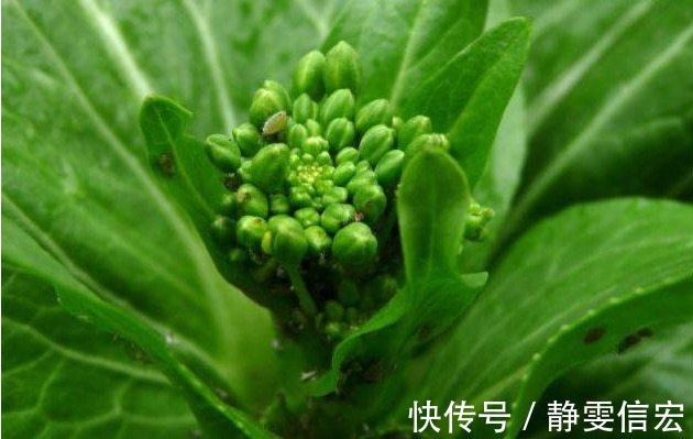 土人参|以下几种野菜,能降血压血脂,消除咽喉发炎,超乎想象