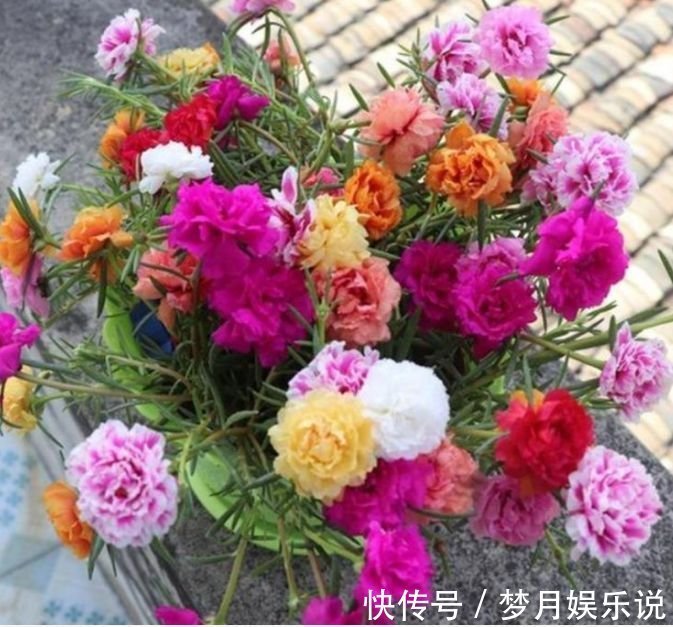 三角梅|聪明人都养4种花,个个美出状态,花朵迷人,阵阵花香