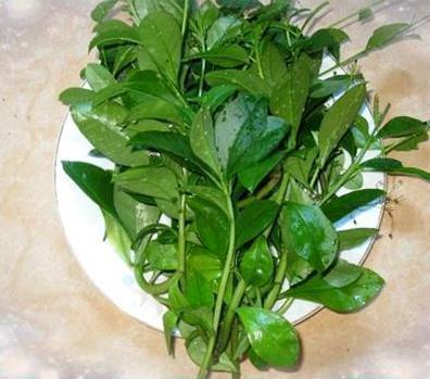 土人参|农村“野草”,价值超人参,以前不敢吃,今城里15一斤成稀罕货