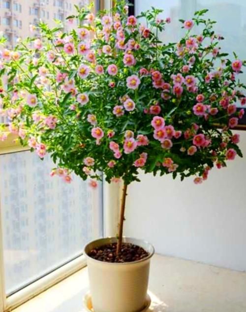 四种植物度夏难,春夏防护做得好,这个夏天轻松过