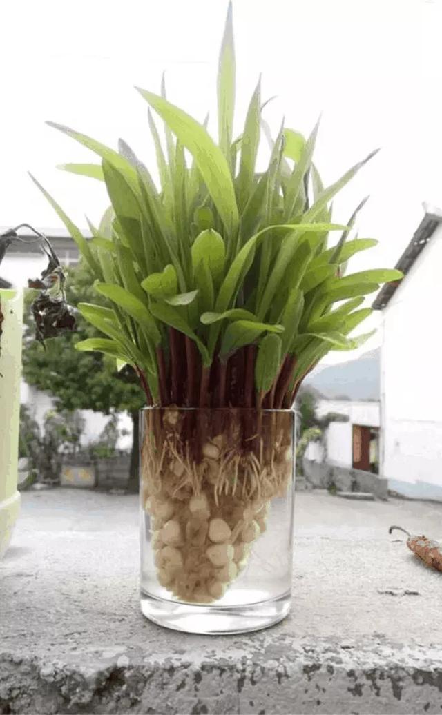 丢一把种子到水里,7天冒出小森林,越热越长个!绿植盆栽不用买