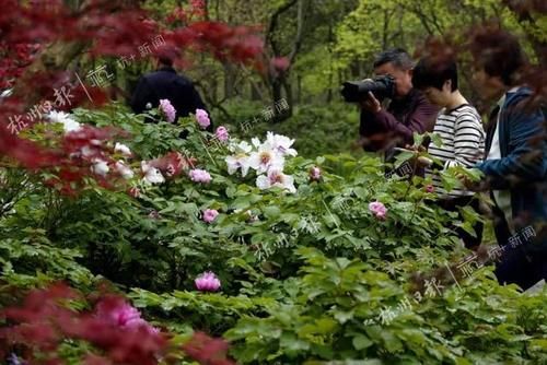 西溪花朝节如约而至，多维体验玩出新花样