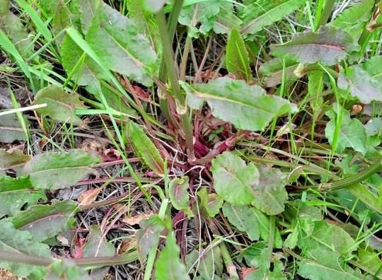 药用价值|农村常见野菠菜，根部内含“黄金”，药用价值高，城里一斤22元