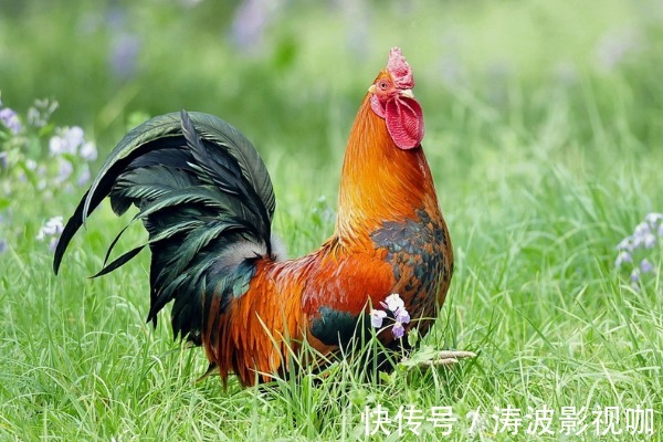 平安健康|十鸡九不全揭秘81年生肖鸡的终身寿命，过了39岁后什么命