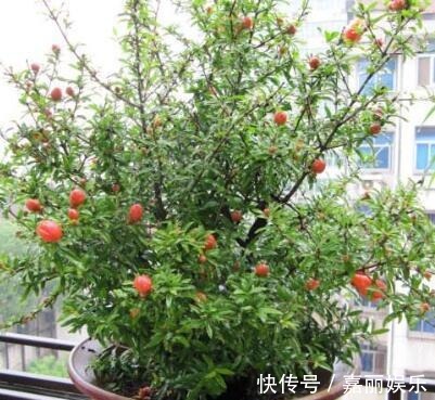 盆栽石榴如何修剪1个修剪小技巧,株型美如盆景,果子多又大