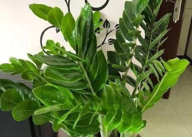 长寿花|3种花就是“小盆命”,越“挤”长得越健康,不烂根长得旺