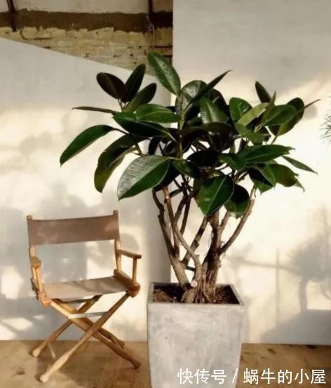 10月养6种漂亮花，小花盆挤一挤，浇水懒一些，越长越旺盛