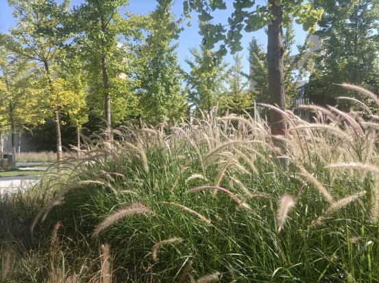 粉黛乱子草|宝鸡街头的这个观赏草游园，你打卡了吗?