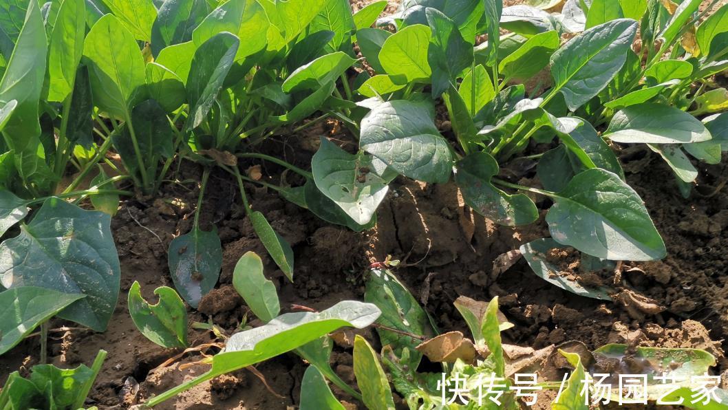 种植|立秋后，种上几样健康蔬菜，秋冬季节天天吃新鲜菜