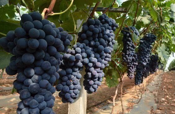 樱桃汁|天然的“安眠药”终于出现了, 睡前吃一点, 让你沾床就睡不是梦!