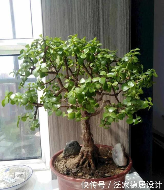 微酸性|金枝玉叶黄叶掉叶,掌握一招,叶绿花繁,颜值高