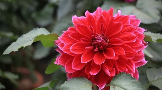 阳台就种一盆这种花,和牡丹一样美,开花碗口大,年年都开花