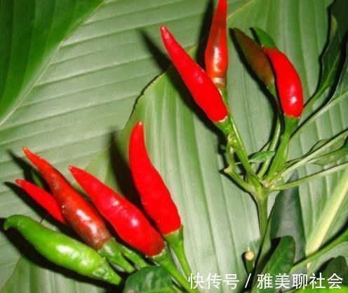 拔罐|湿气不除百病生?多吃4种“零嘴”,祛湿排毒,比“拔罐”效果好