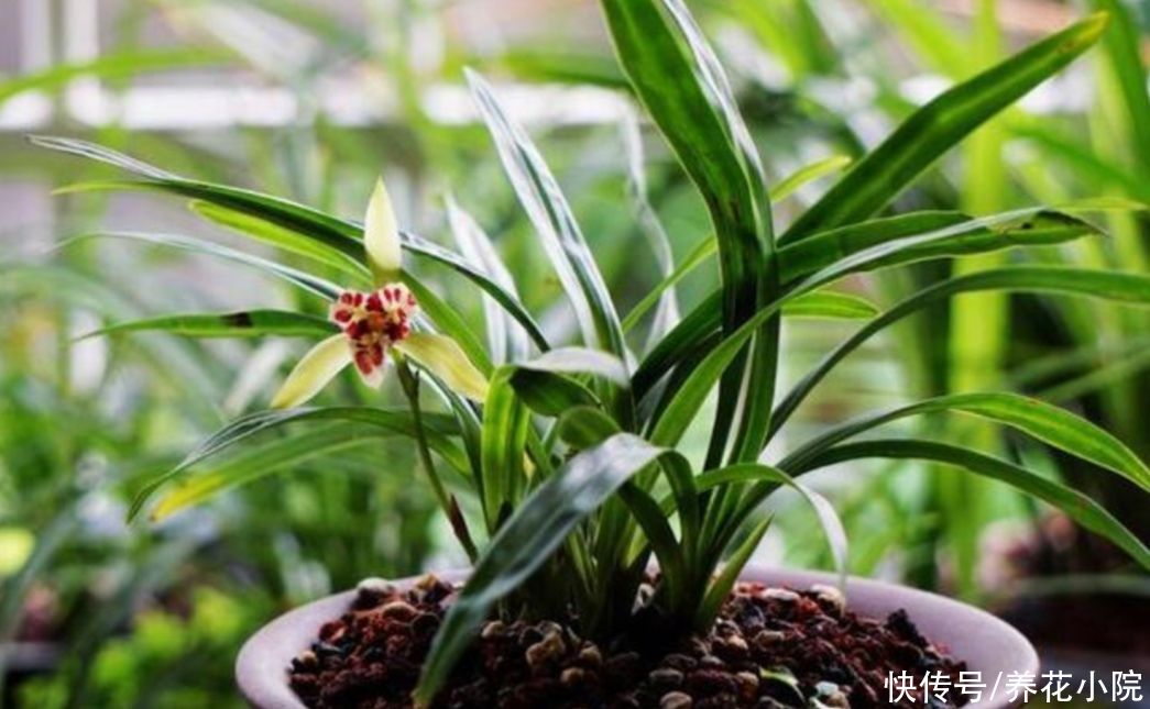 花友|天热了，兰花养护很关键，切记不能乱施肥