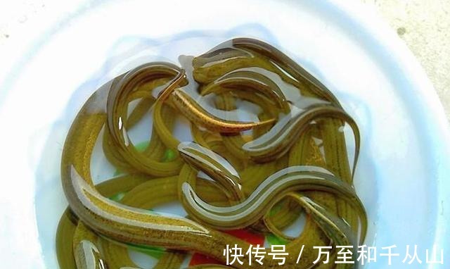 猪瘦肉|不吃米饭可诱发糖尿病,常食2种鱼类对降糖调理胰岛素有好处!