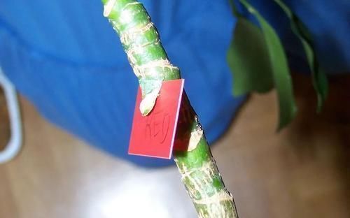 养在家里的木本类观赏盆栽,我用这种方法基本都能繁殖成功