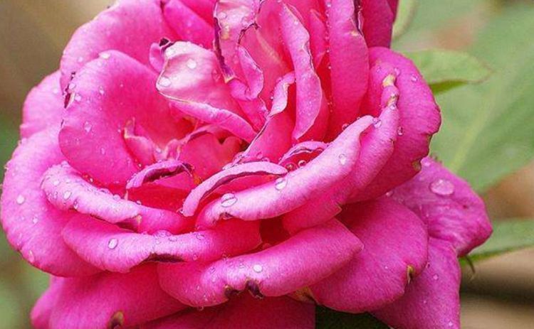 “珍品玫瑰”汤姆奥桑特，水果香味，淡雅秀美，喜欢玫瑰不妨试试