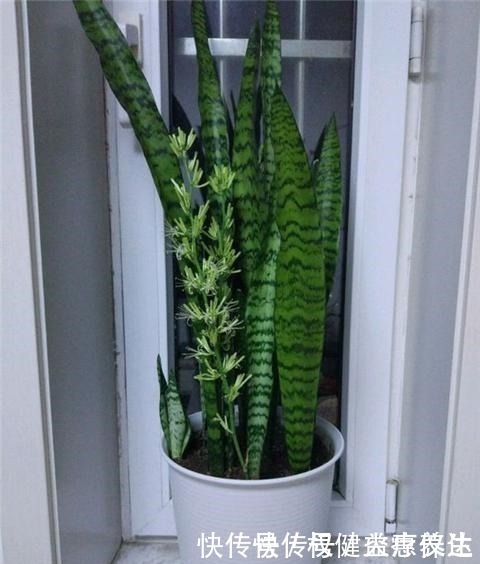 植株|虎皮兰浇2种“水”,蹭蹭长得旺,冒芽一个接一个!