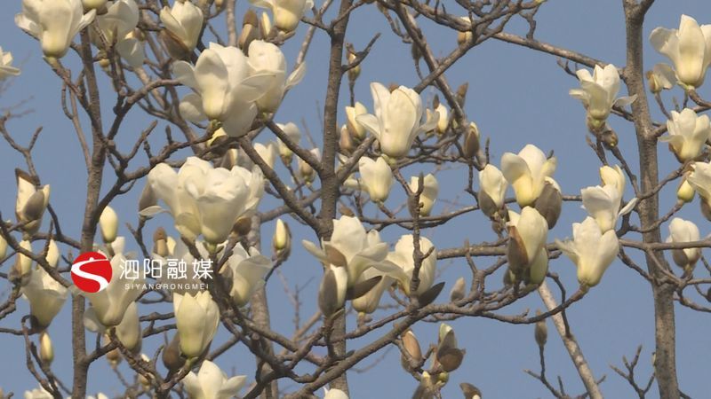 玉兰花开白如霞高枝朵朵伴春来