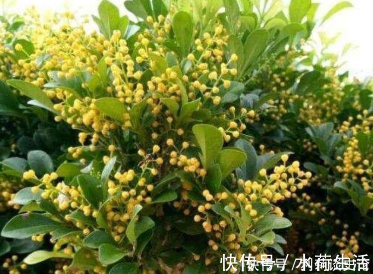 疯长|4种花养了就爆盆,好养易活开花漂亮,夏季也能疯长不停