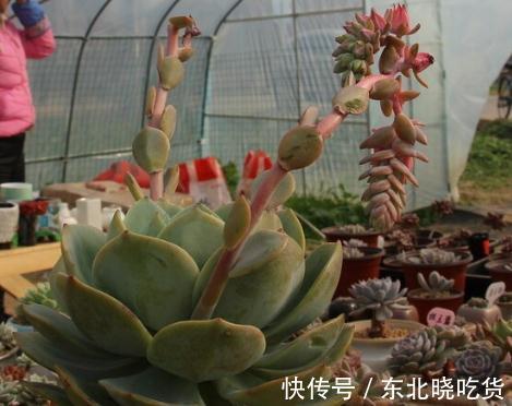 蒂亚怎么爆盆,蒂亚养殖注意事项