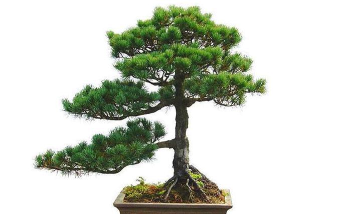 黑松盆景用什么土养好,黑松盆景怎么养好