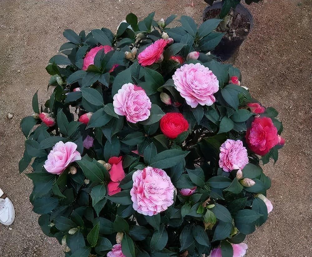 茶花|7月以后,3种花别再修剪了,不然延长开花时间亦或没花赏