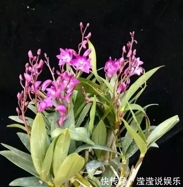还在养绿萝家里养盆“香香花”,好看好闻,清香四溢精神好!