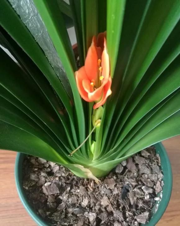 花友|君子兰不开花不抽箭?浇水时加点料,快速抽箭,花开不断