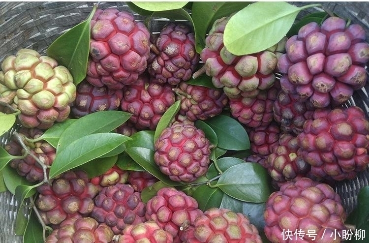  水果|此水果我国独有，被誉为“天下第一奇果”，一斤50元，很少人吃过